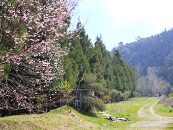 台大-梅峰農場