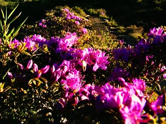 合歡山杜鵑花